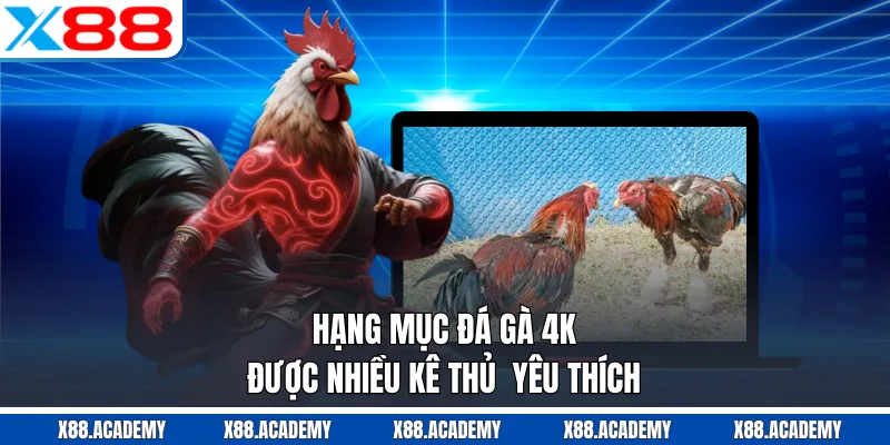 Hạng mục đá gà 4K được nhiều kê thủ  yêu thích